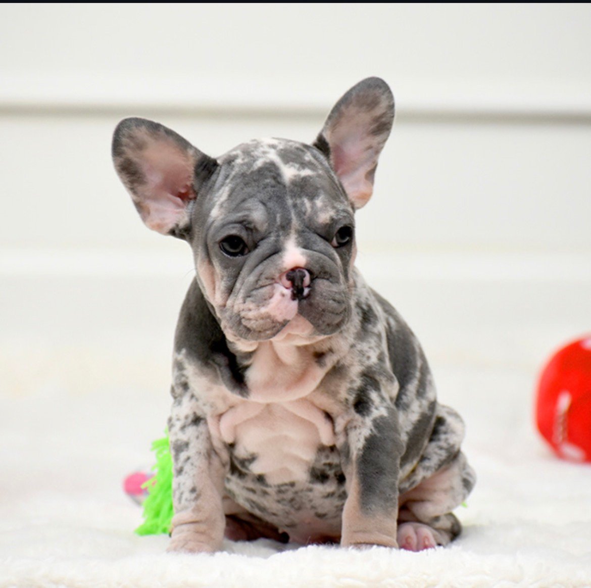 Abby - Blue Merle French Bulldog puppy for sale