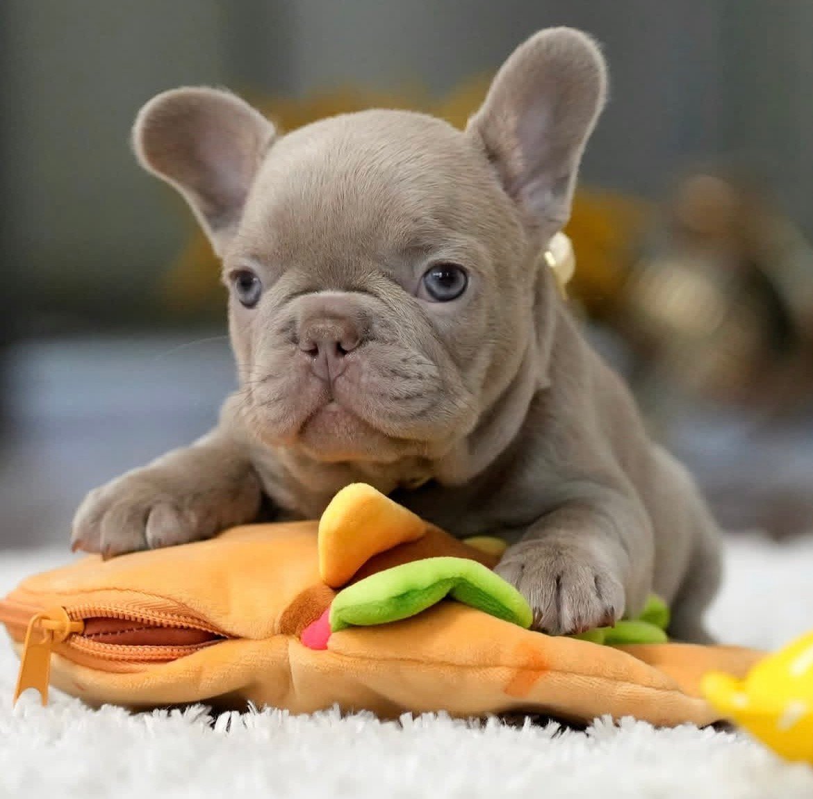 Archie - Isabella French Bulldog puppy for sale