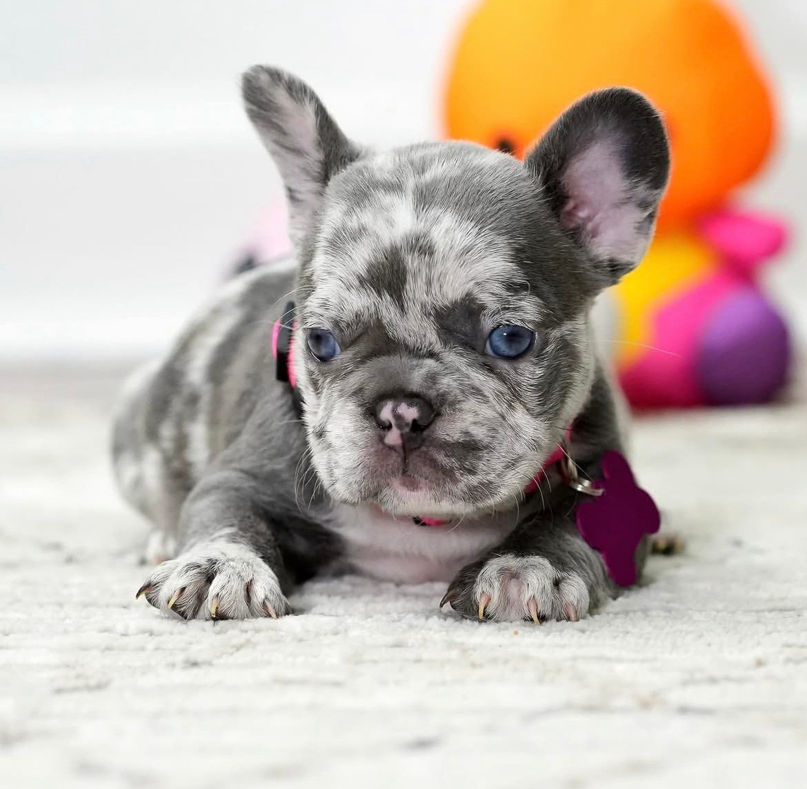 Bruno - Lilac Merle French Bulldog puppy for sale