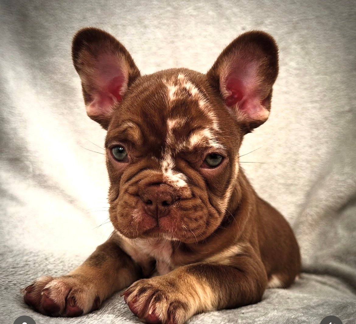Coco - Chocolate Merle French Bulldog puppy for sale - AKC registered Chocolate Merle Frenchie