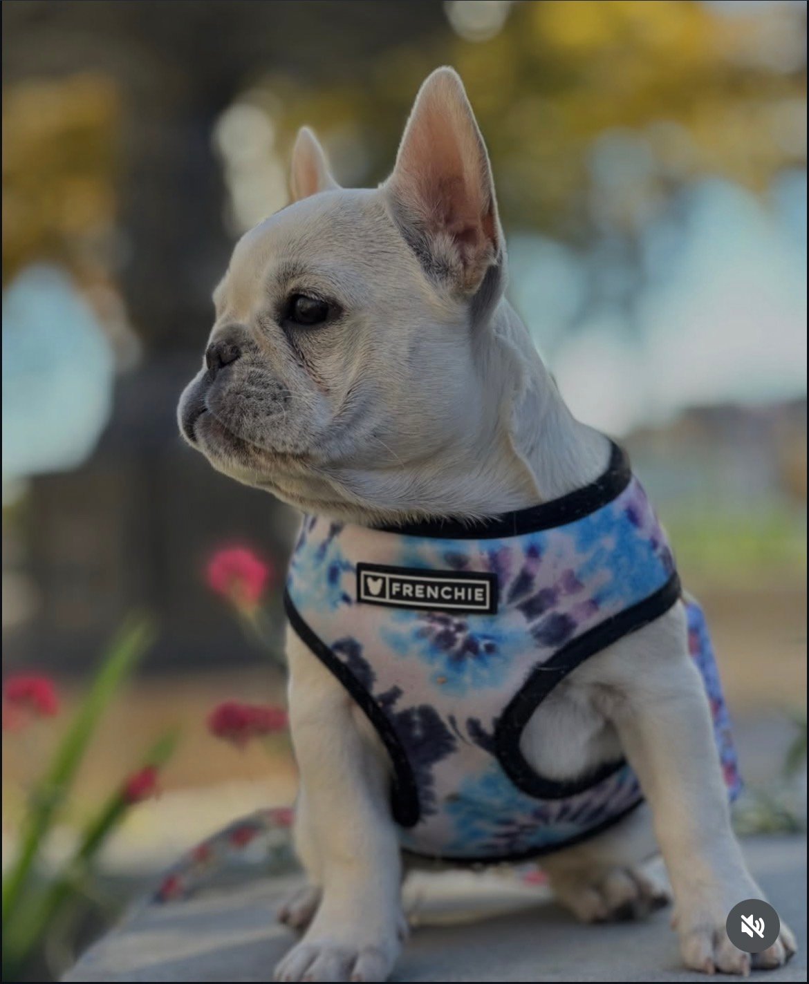 Daisy - Platinum French Bulldog puppy for sale