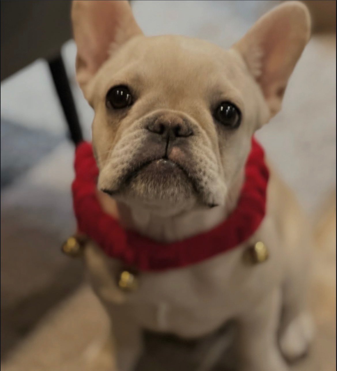 Daisy photo 3