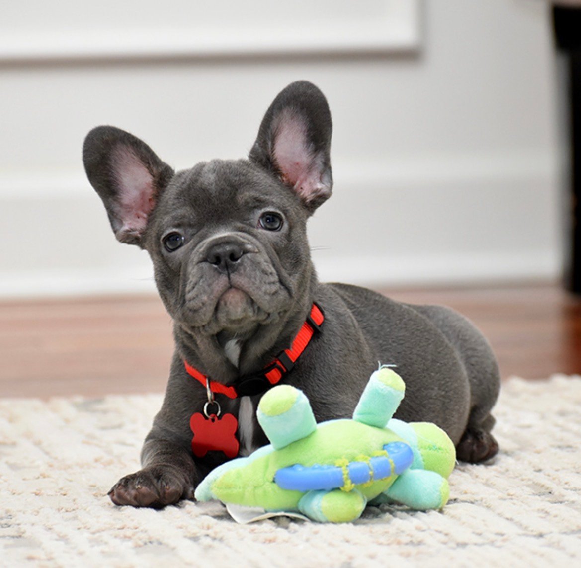 Finn - Blue French Bulldog puppy for sale
