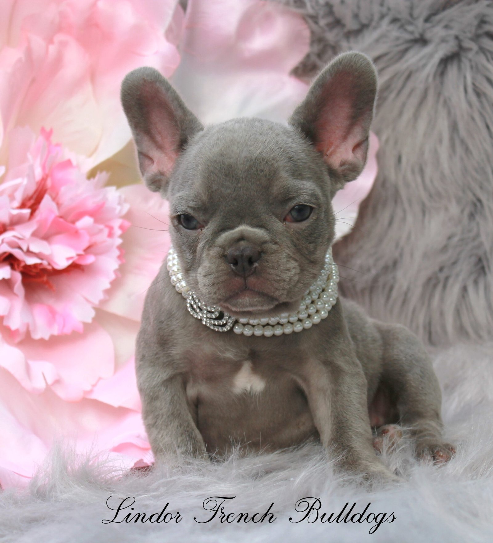 Ivy - Lilac French Bulldog puppy for sale - AKC registered Lilac Frenchie
