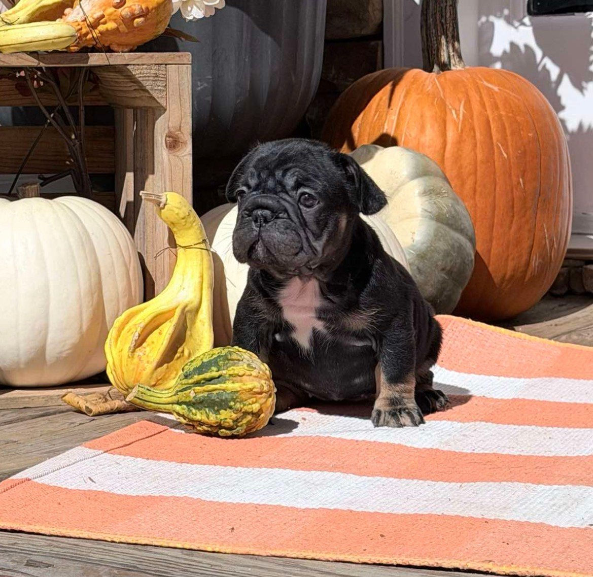 Leo - Black Tan French Bulldog puppy for sale