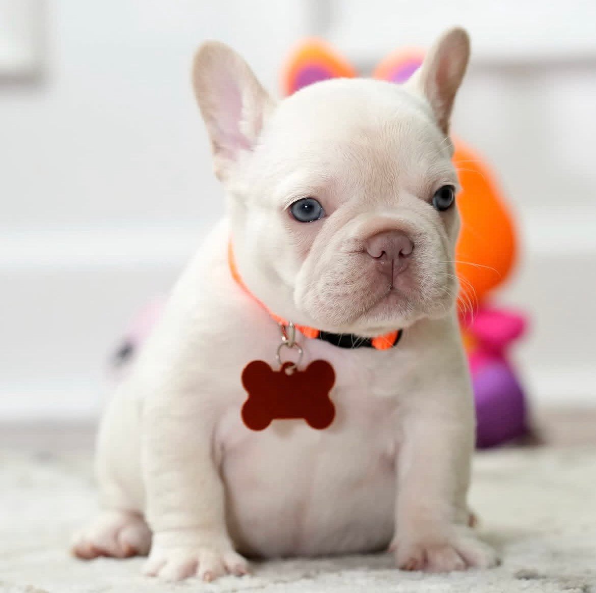 Lulu - Cream French Bulldog puppy for sale