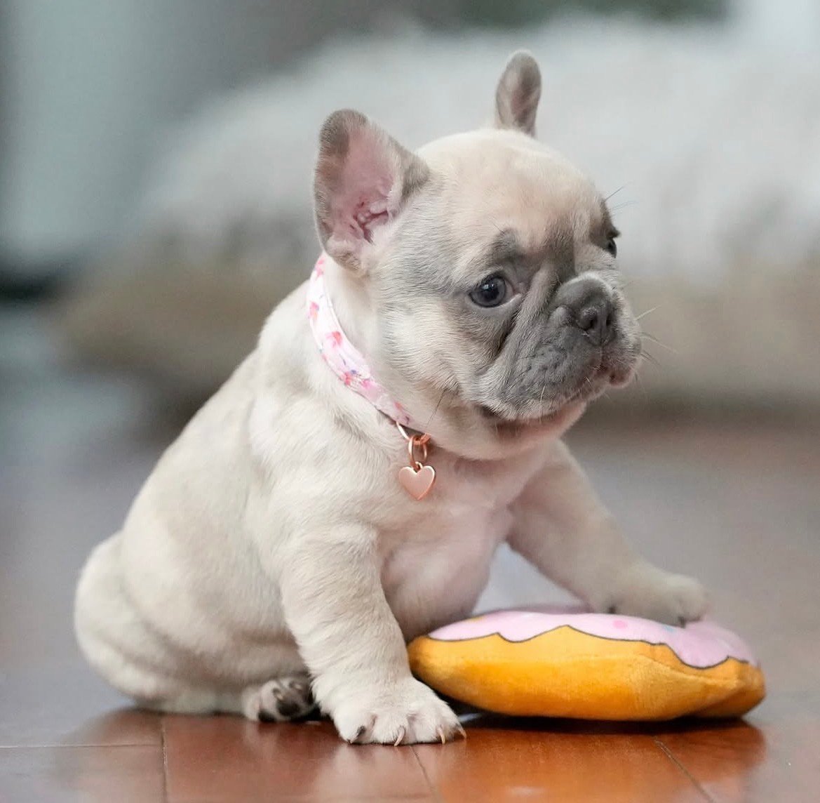 Luna - Fawn Merle French Bulldog puppy for sale