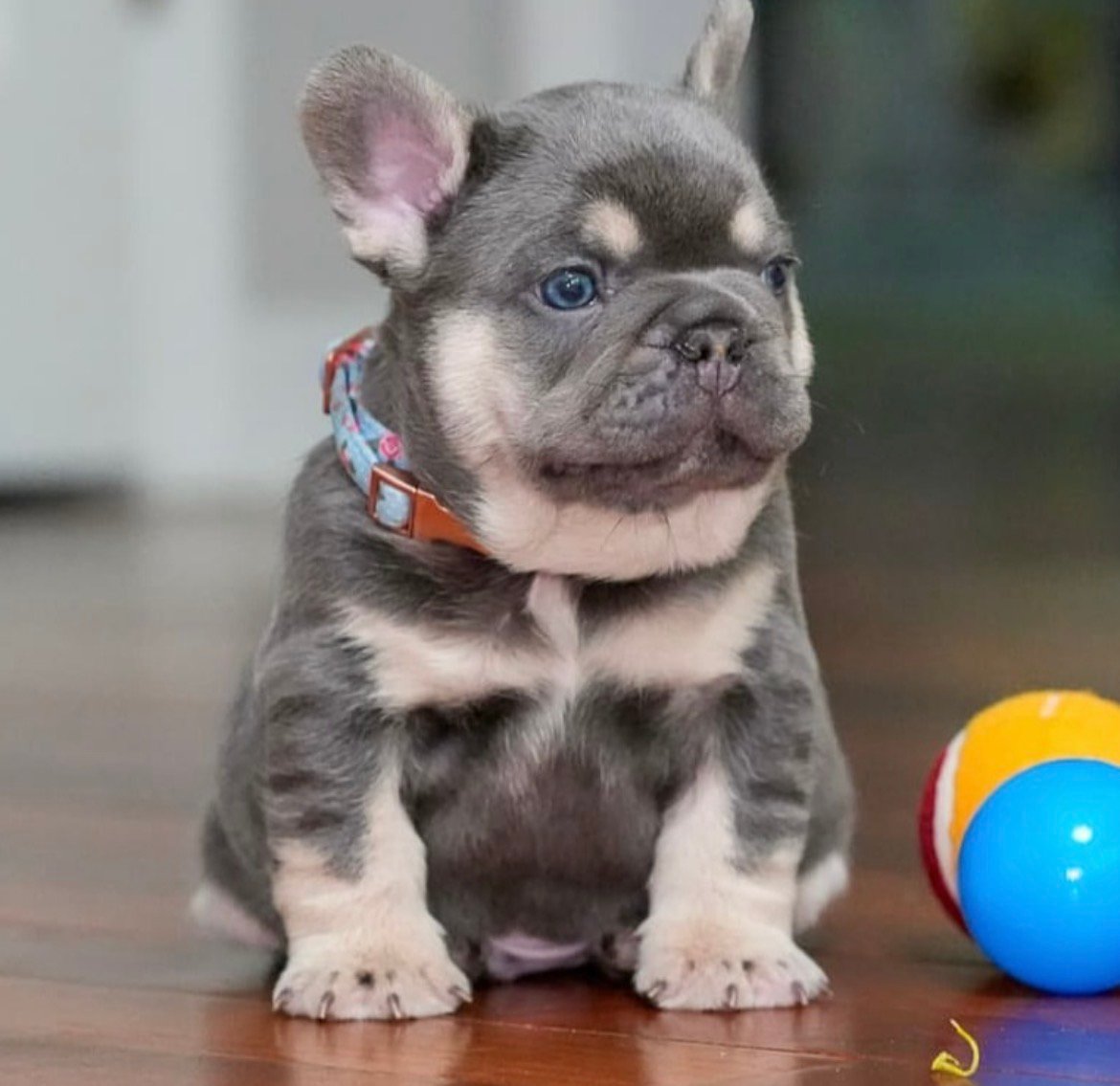 Max - Lilac Tan French Bulldog puppy for sale