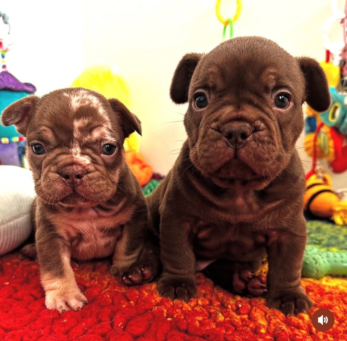 Milo - Chocolate French Bulldog puppy for sale