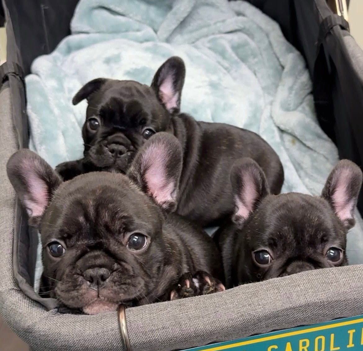 Nala - Black Brindle French Bulldog puppy for sale