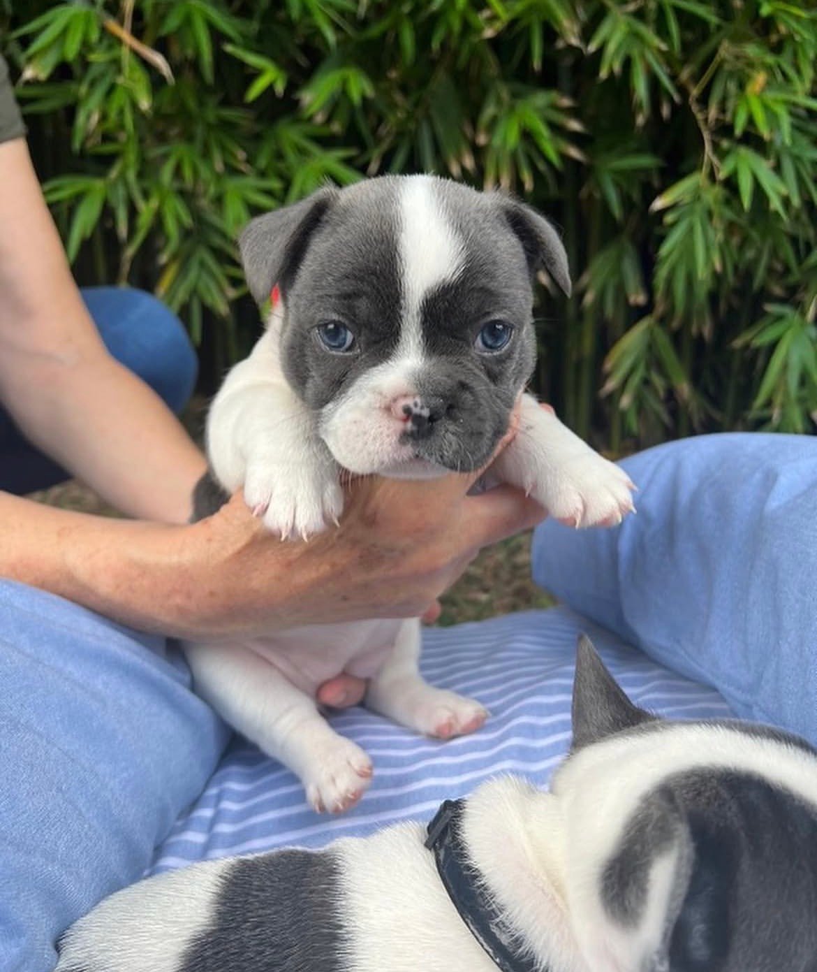Oscar - Blue Pied French Bulldog puppy for sale - AKC registered Blue Pied Frenchie