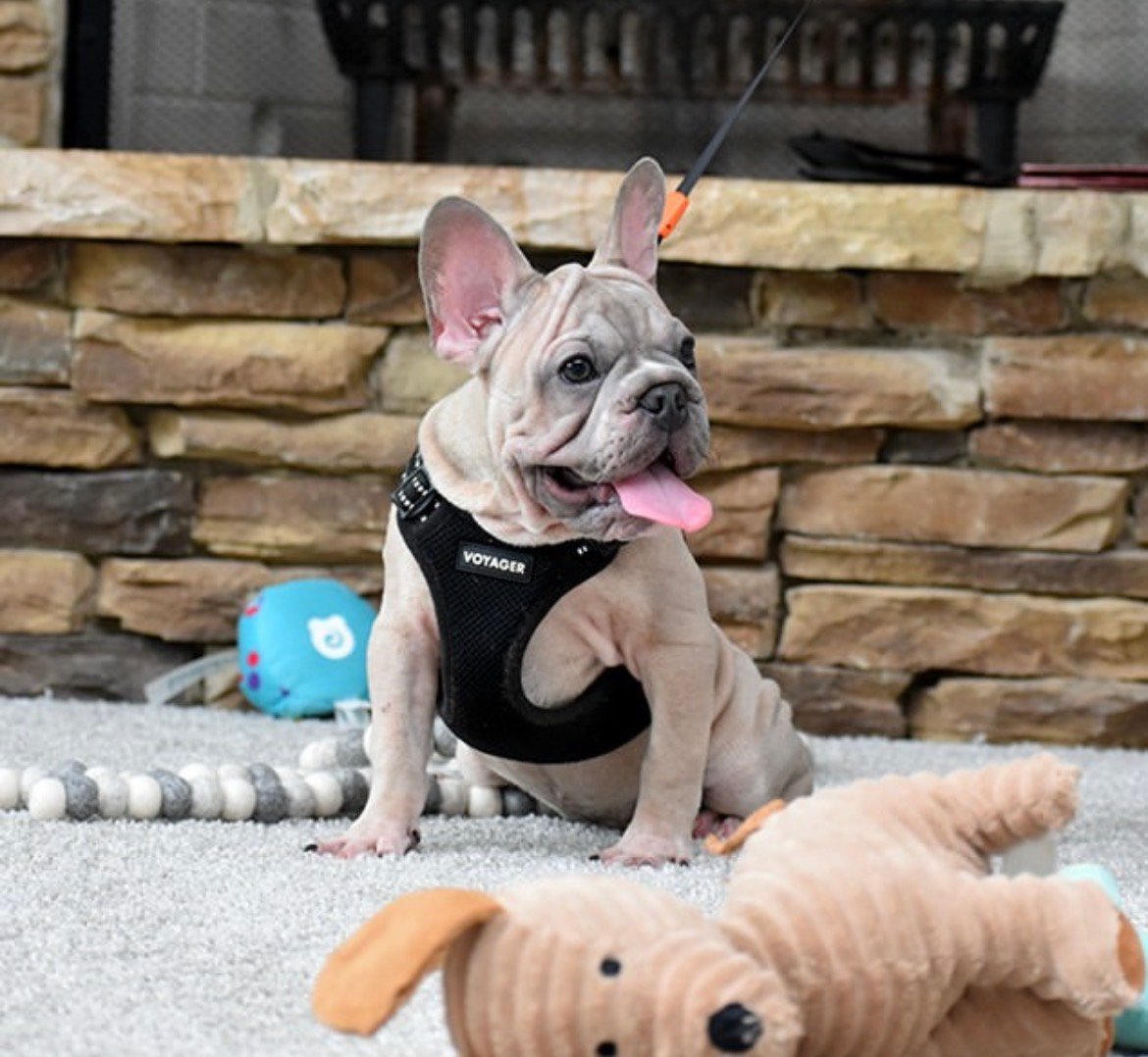 Rocky - Fawn French Bulldog puppy for sale