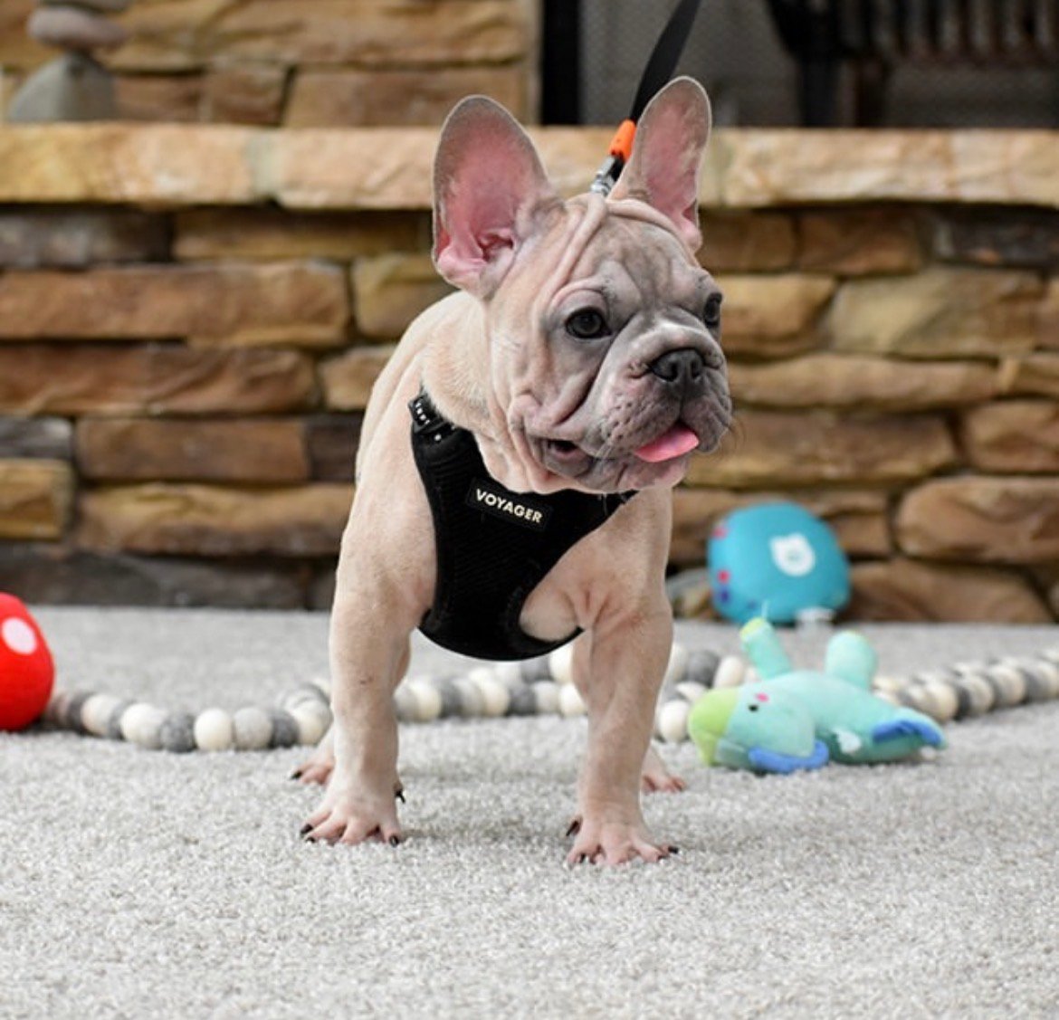 Rocky photo 2