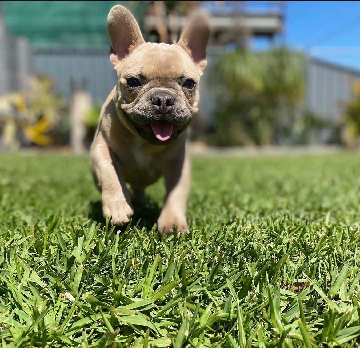 Rosie - Blue Fawn French Bulldog puppy for sale