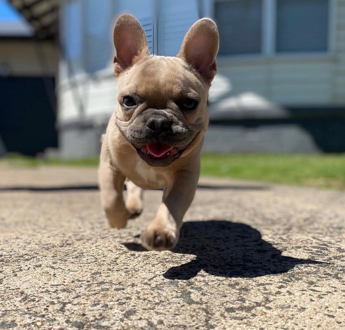 Rosie photo 2