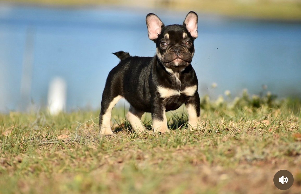 Ruby - Chocolate Tan French Bulldog puppy for sale - AKC registered Chocolate Tan Frenchie