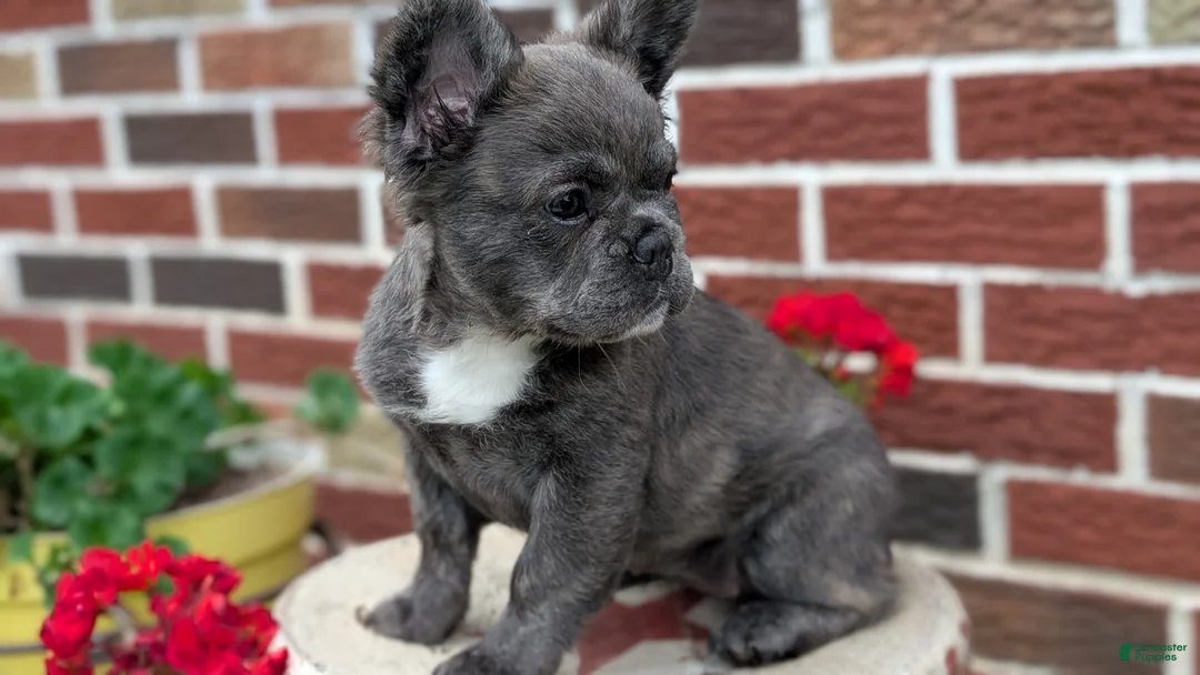 Teddy - Brindle French Bulldog puppy for sale - AKC registered Brindle Frenchie