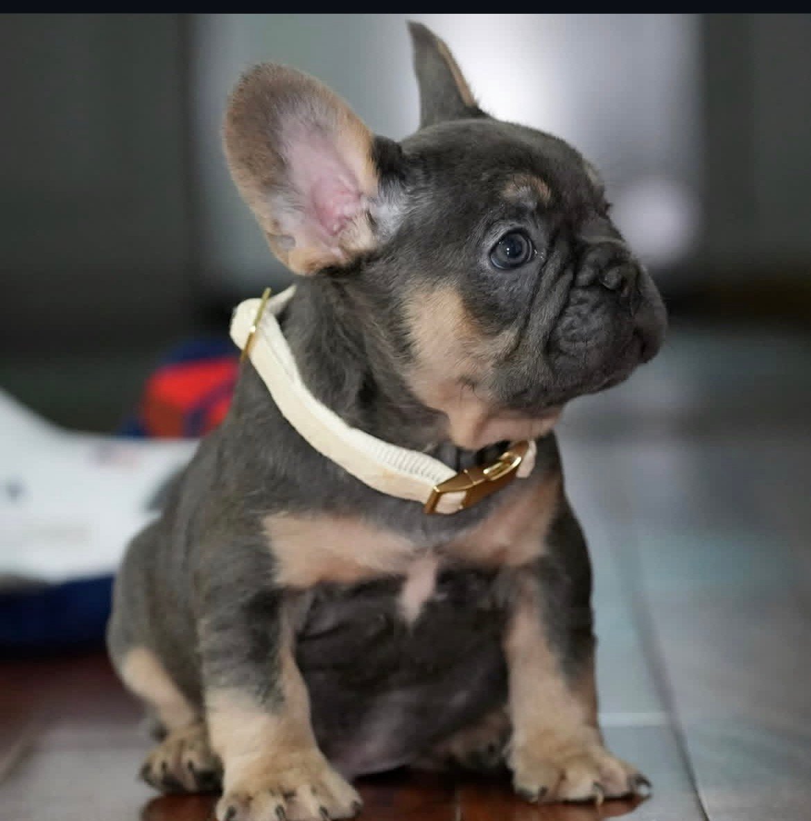 Toby - Blue Fawn French Bulldog puppy for sale
