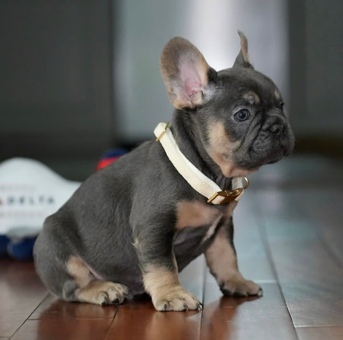 Toby photo 2