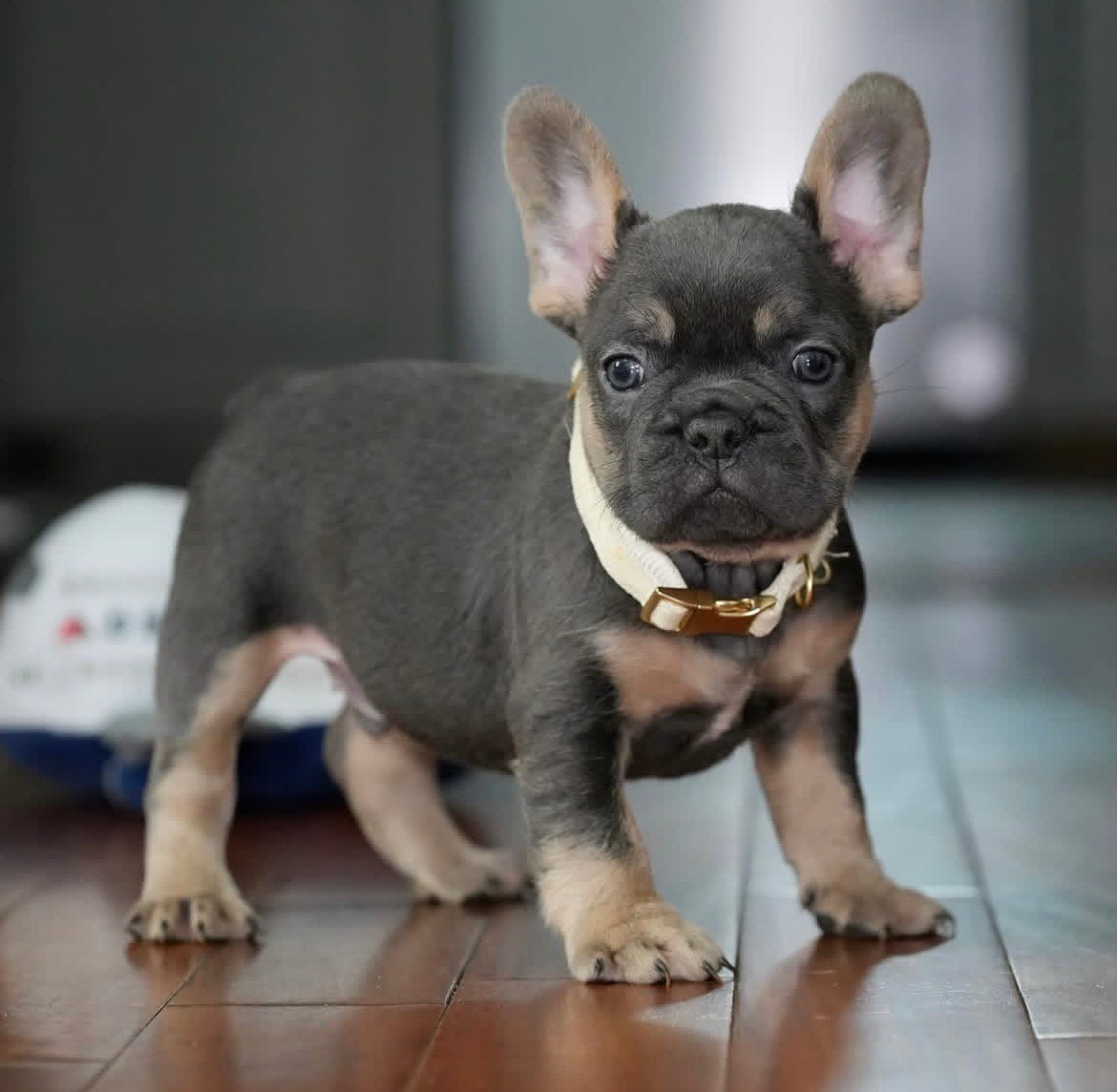 Toby photo 3